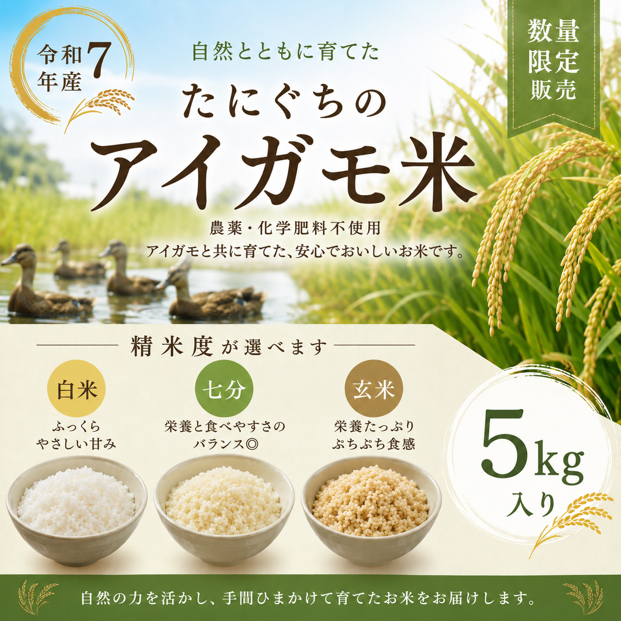 令和7年産 たにぐちのアイガモ米5kg(白米・玄米・七分) – 鴨肉・鴨鍋 令和7年産 たにぐちのアイガモ米5kg(白米・玄米・七分) – 鴨肉・鴨鍋