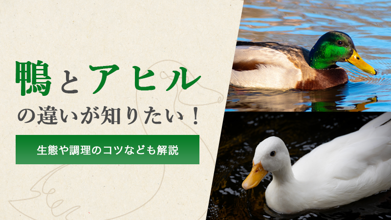 鴨とアヒルの違いが知りたい！生態や調理のコツなども解説