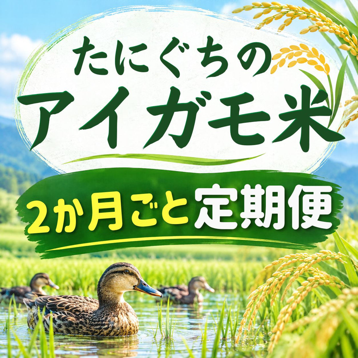 新米【2か月ごと定期購入】たにぐちのアイガモ米