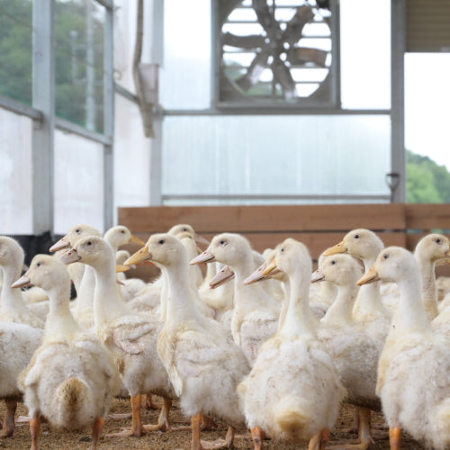 ストレスフリーな飼育環境